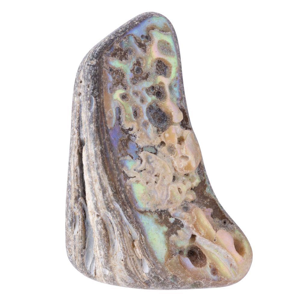 Abalone Shell Tumbled, Unsized
