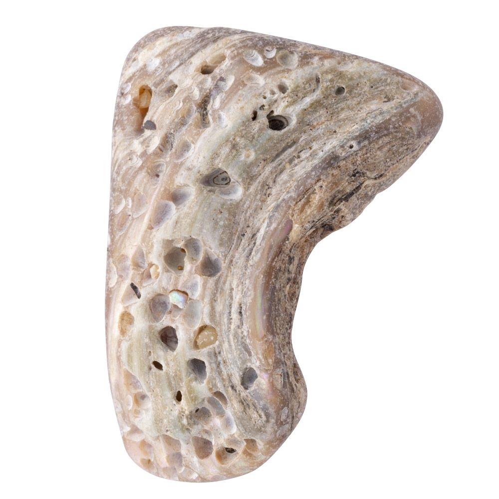 Abalone Shell Tumbled, Unsized