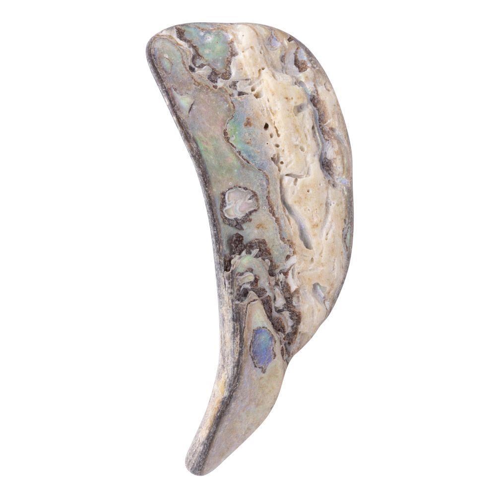 Abalone Shell Tumbled, Unsized