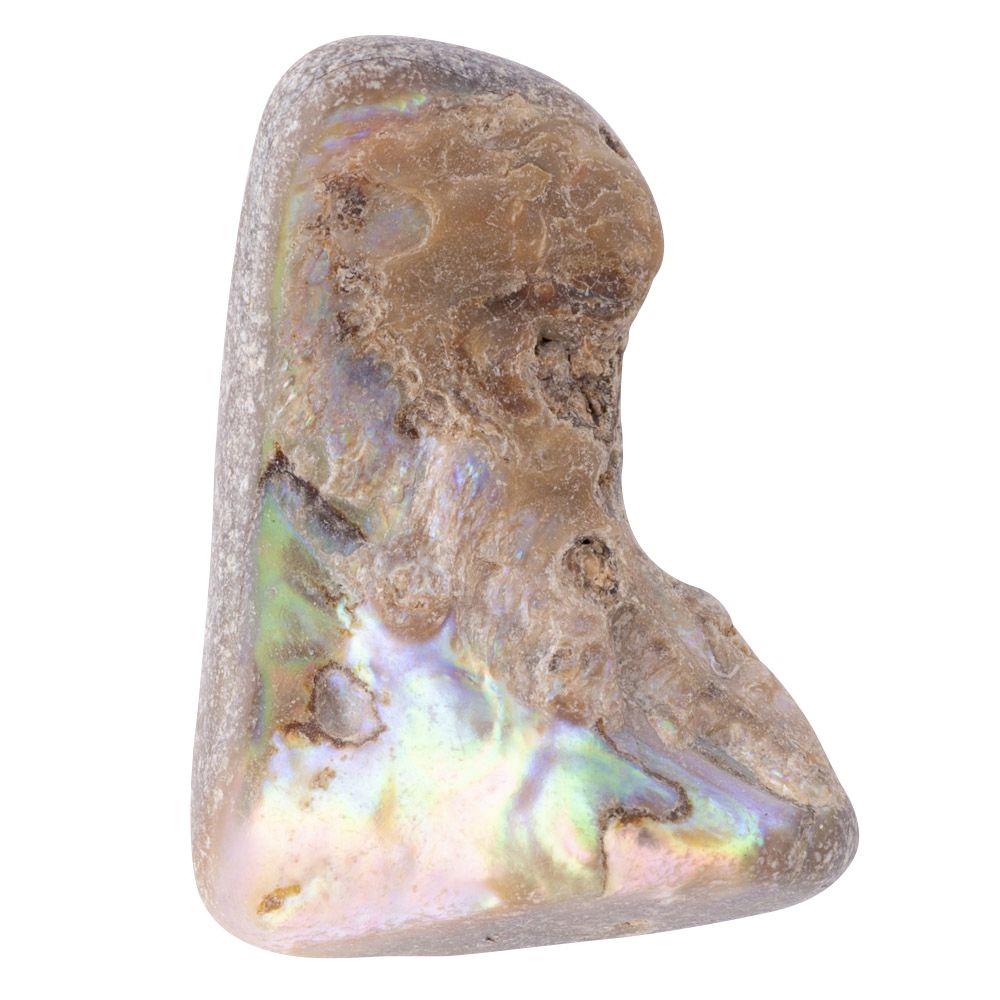 Abalone Shell Tumbled, Unsized