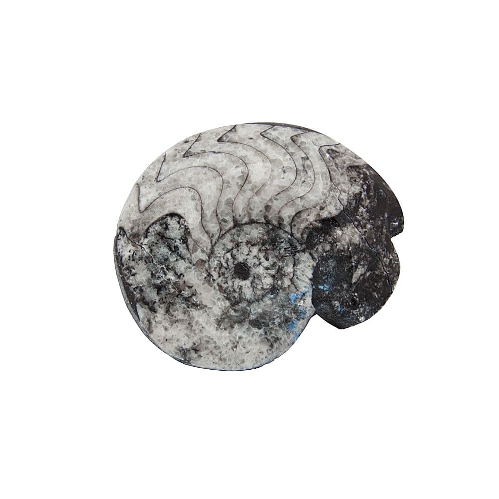 1.5-2" Polished Goniatite Collectable Fossil (SINGLE UNIT)