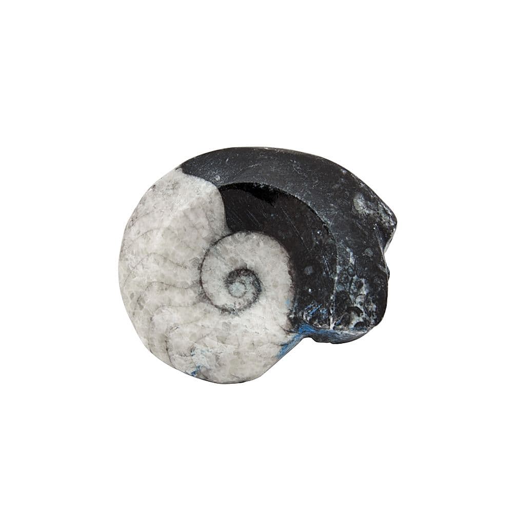 1.5-2" Polished Goniatite Collectable Fossil (SINGLE UNIT)