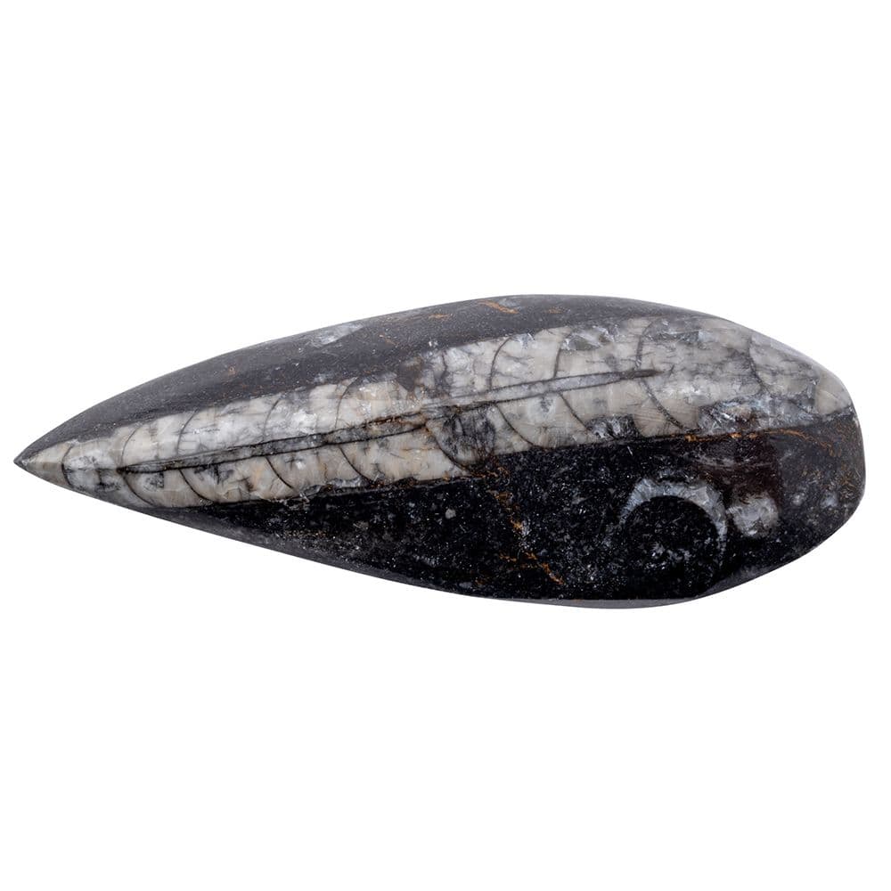 Gift Boxed Orthoceras Fossil with Information Card (SINGLE UNIT)