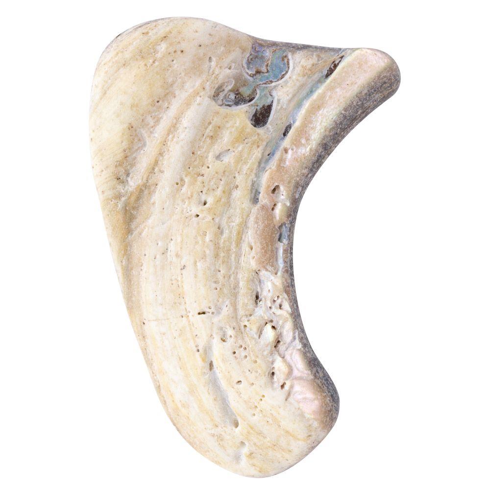 Abalone Shell Tumbled, Unsized