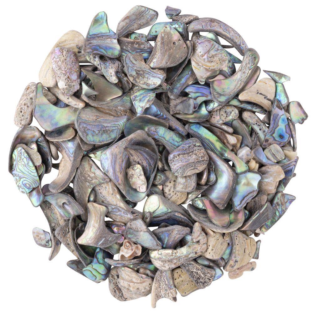 Abalone Shell Tumbled, Unsized