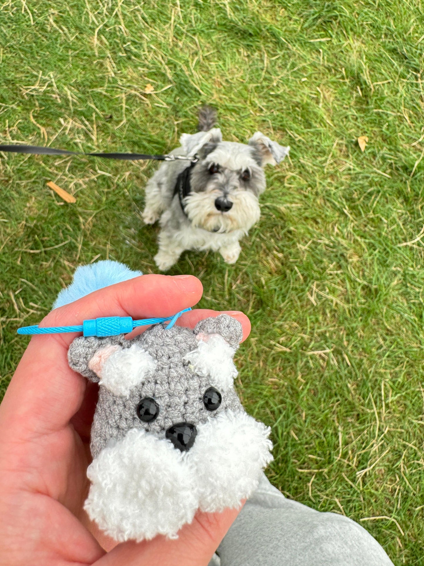 Cute Dogs