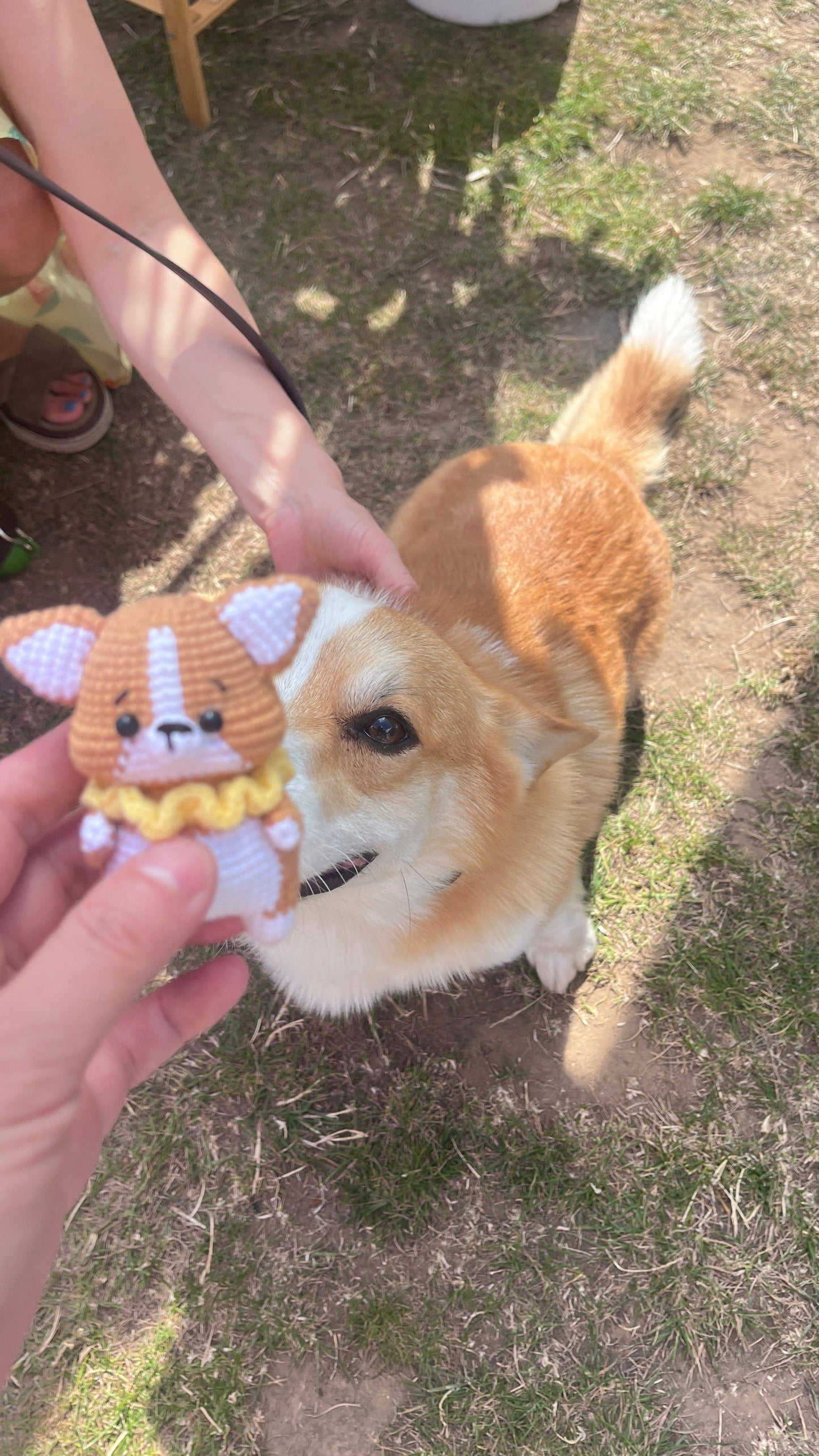 Cute Dogs