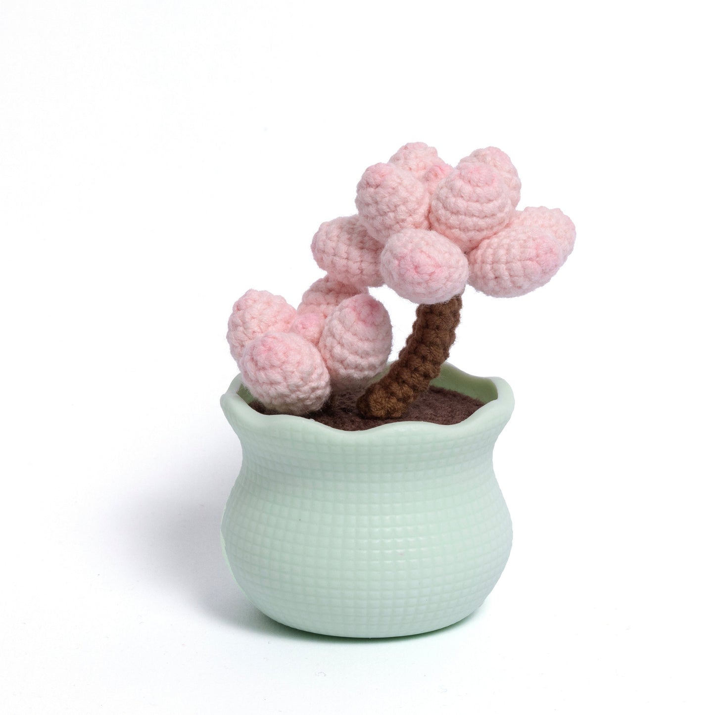 Tranquil Succulent Garden Collection