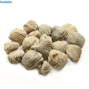 Brachiopods Collectible Fossil