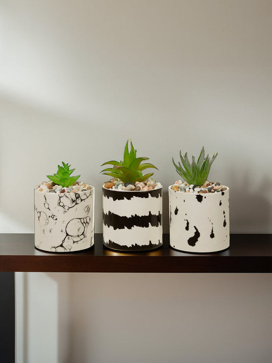 Mimo Set of 3 White And Black Succulents