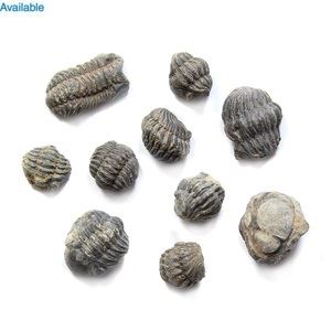 Mini Trilobite Collectible Fossil