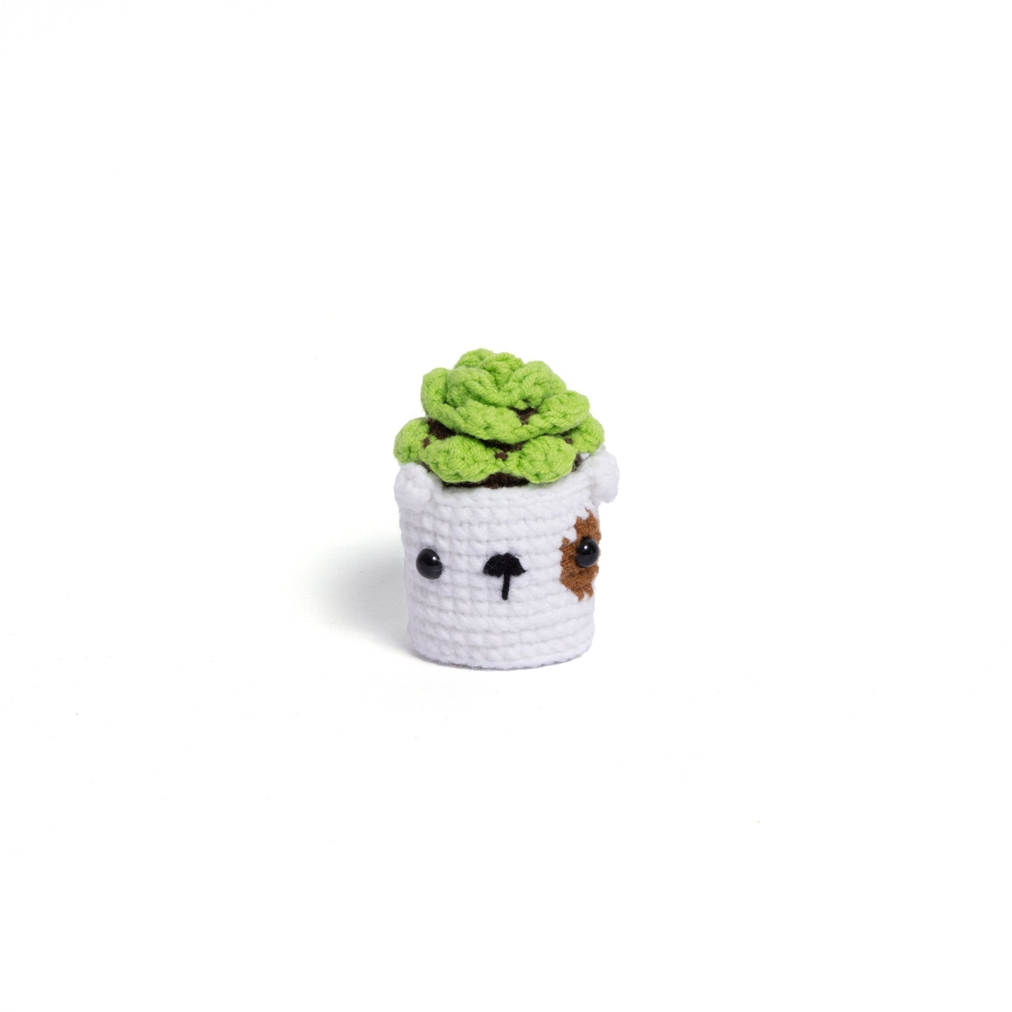 NEW members join Cactus Family!