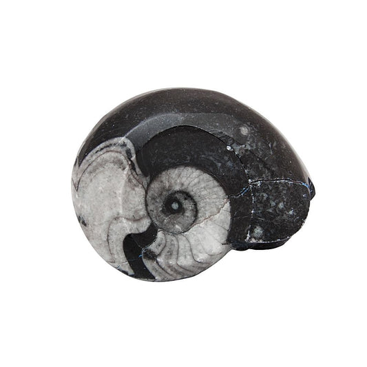1.5-2" Polished Goniatite Collectable Fossil (SINGLE UNIT)